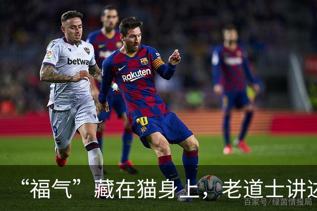 “福气”藏在猫身上，老道士讲述：它爱呆的地方，是守护你家财路